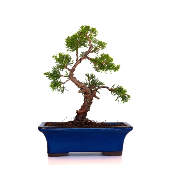 Vente en ligne Bonsai Juniperus Chinensis Itoigawa 30 cm Sankaly Bonsai