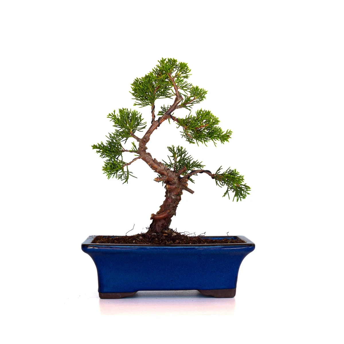 Vente en ligne Bonsai Juniperus Chinensis Itoigawa 30 cm Sankaly Bonsai