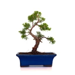 Vente en ligne Bonsai Juniperus Chinensis Itoigawa 30 cm Sankaly Bonsai