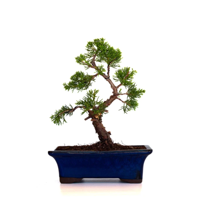 Acheter en ligne Bonsai Juniperus Chinensis Itoigawa 30 cm Sankaly Bonsai