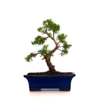 Acheter en ligne Bonsai Juniperus Chinensis Itoigawa 30 cm Sankaly Bonsai