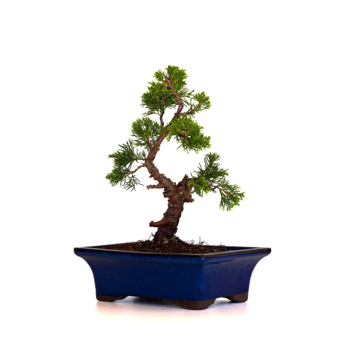 Achat Bonsai Juniperus Chinensis Itoigawa 30 cm Sankaly Bonsai
