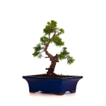 Achat Bonsai Juniperus Chinensis Itoigawa 30 cm Sankaly Bonsai