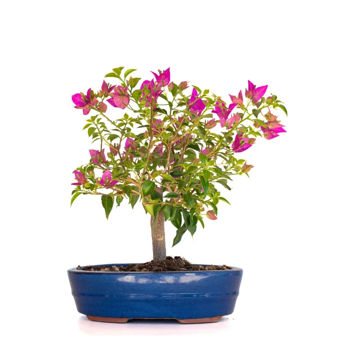 Vente Bonsai en ligne Bougainvillier Sankaly Bonsai BG260410FB