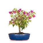 Vente Bonsai en ligne Bougainvillier Sankaly Bonsai BG260410FB
