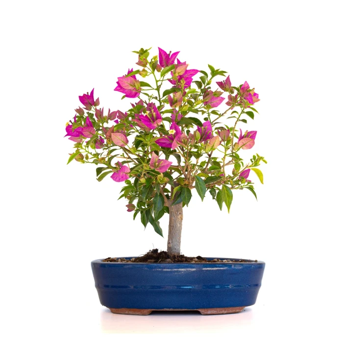 Achat Bonsai en ligne Bougainvillier Sankaly Bonsai BG260410FB