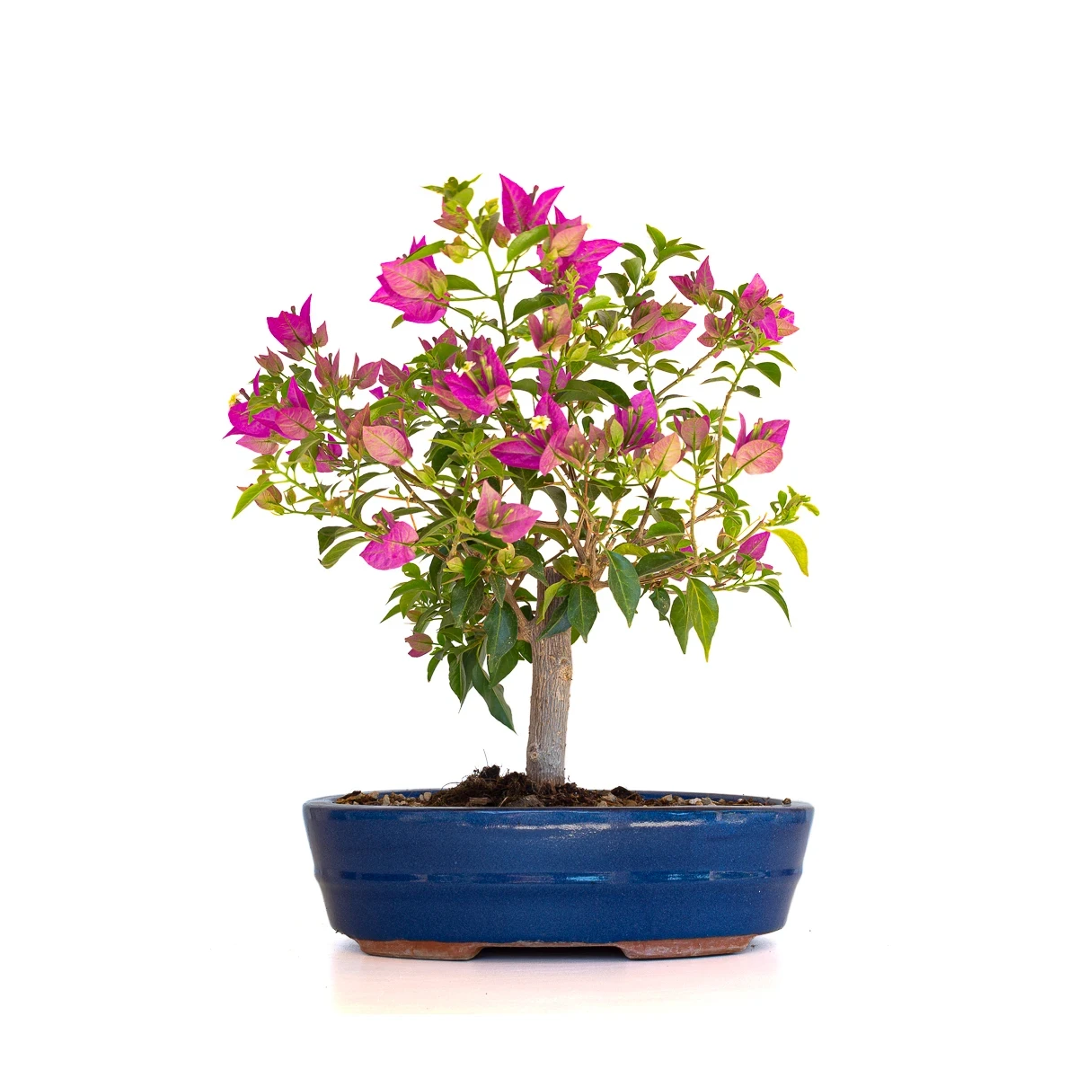 Achat Bonsai en ligne Bougainvillier Sankaly Bonsai BG260410FB