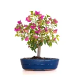 Achat Bonsai en ligne Bougainvillier Sankaly Bonsai BG260410FB