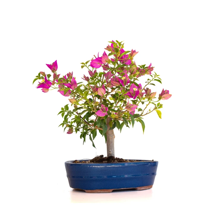 Acheter Bonsai en ligne Bougainvillier Sankaly Bonsai BG260410FB