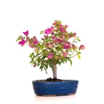 Acheter Bonsai en ligne Bougainvillier Sankaly Bonsai BG260410FB