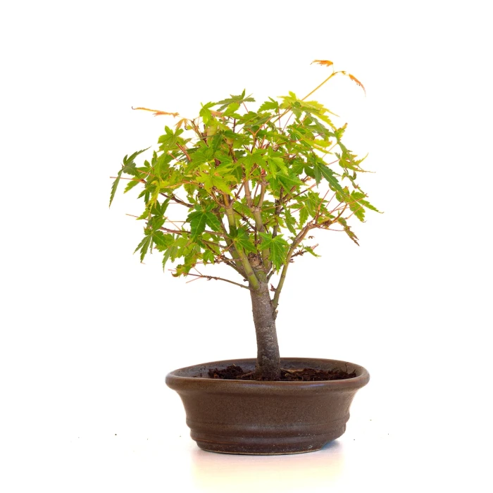 Vente de Bonsai en ligne Acer Palmatum Ueno Yama Shohin 25 cm APY260510MIT Sankaly Bonsai