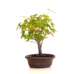 Vente de Bonsai en ligne Acer Palmatum Ueno Yama Shohin 25 cm APY260510MIT Sankaly Bonsai