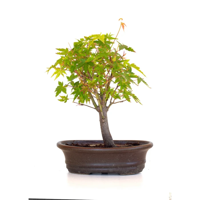 Acheter Bonsai en ligne Acer Palmatum Ueno Yama Shohin 25 cm APY260510MIT Sankaly Bonsai