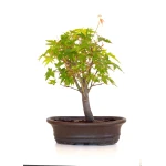 Acheter Bonsai en ligne Acer Palmatum Ueno Yama Shohin 25 cm APY260510MIT Sankaly Bonsai