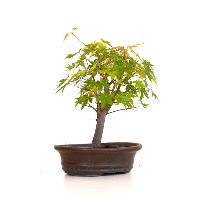 Acheter Bonsai en ligne Acer Palmatum Ueno Yama Shohin 25 cm APY260510MIT Sankaly Bonsai