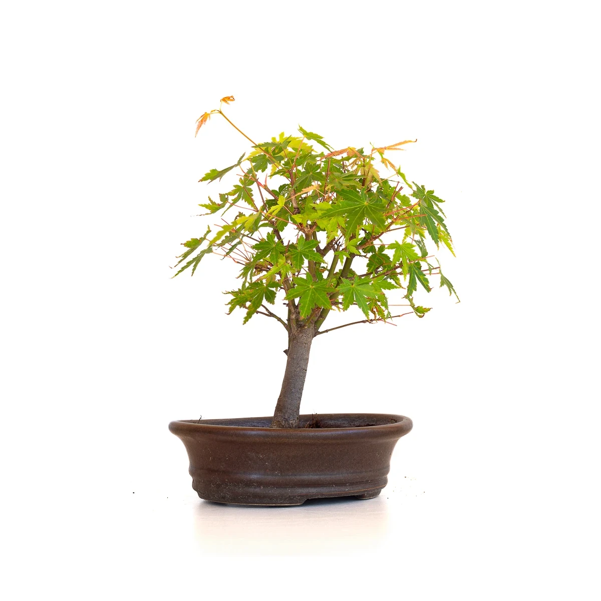 Acheter Bonsai en ligne Acer Palmatum Ueno Yama Shohin 25 cm APY260510MIT Sankaly Bonsai