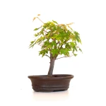 Acheter Bonsai en ligne Acer Palmatum Ueno Yama Shohin 25 cm APY260510MIT Sankaly Bonsai