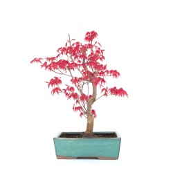 Vente de Bonsai Acer Palmatum Deshojo 34 cm APD260303MB