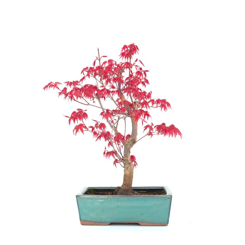Vente de Bonsai Acer Palmatum Deshojo 34 cm APD260303MB