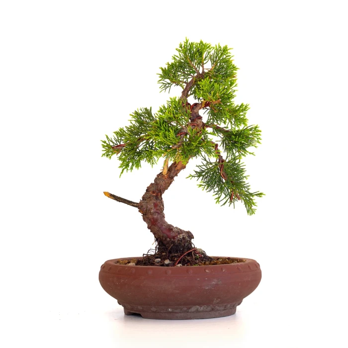 Achat en ligne Bonsai Juniperus Chinensis Itoigawa 33 cm Sankaly Bonsai