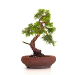 Achat en ligne Bonsai Juniperus Chinensis Itoigawa 33 cm Sankaly Bonsai