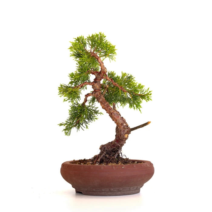 Vente de Bonsai Juniperus Chinensis Itoigawa 33 cm Sankaly Bonsai