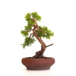 Vente de Bonsai Juniperus Chinensis Itoigawa 33 cm Sankaly Bonsai
