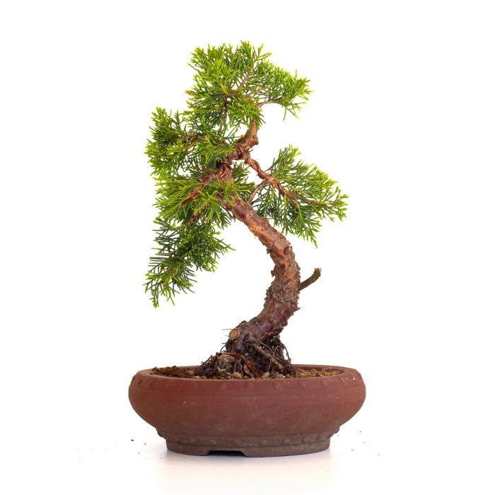 Acheter en ligne Bonsai Juniperus Chinensis Itoigawa 33 cm Sankaly Bonsai