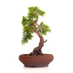Acheter en ligne Bonsai Juniperus Chinensis Itoigawa 33 cm Sankaly Bonsai