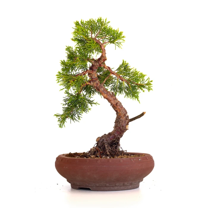 Vente en ligne Bonsai Juniperus Chinensis Itoigawa 33 cm Sankaly Bonsai