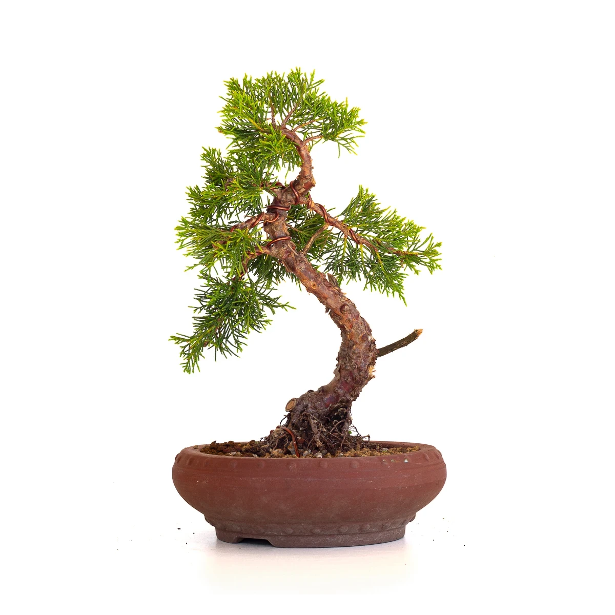 Vente en ligne Bonsai Juniperus Chinensis Itoigawa 33 cm Sankaly Bonsai