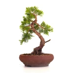 Vente en ligne Bonsai Juniperus Chinensis Itoigawa 33 cm Sankaly Bonsai