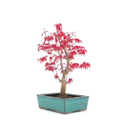 Achat Bonsai Acer Palmatum Deshojo 34 cm APD260303MB