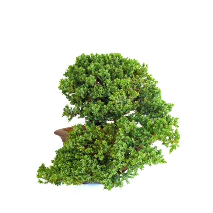 Bonsai Juniperus Procumbens Cascade 38 cm | Sankaly Bonsai