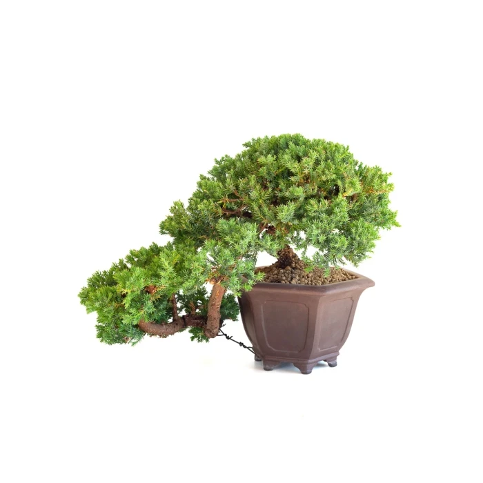 Bonsai Juniperus Procumbens Cascade 38 cm | Sankaly Bonsai