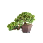 Bonsai Juniperus Procumbens Cascade 38 cm | Sankaly Bonsai