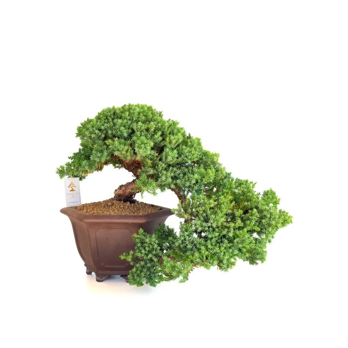 Vente de Bonsai en ligne Juniperus Procumbens 38 cm Sankaly Bonsai