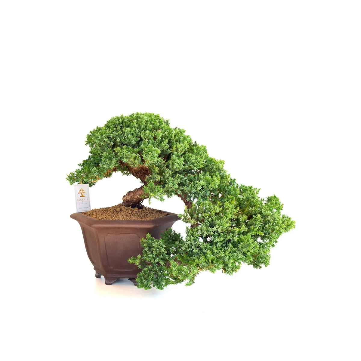 Vente de Bonsai en ligne Juniperus Procumbens 38 cm Sankaly Bonsai