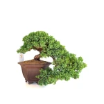 Vente de Bonsai en ligne Juniperus Procumbens 38 cm Sankaly Bonsai