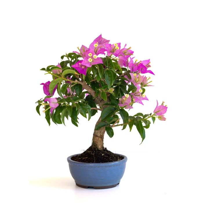 Achat Bonsai en ligne Bougainvillier Sankaly Bonsai BG260601MB