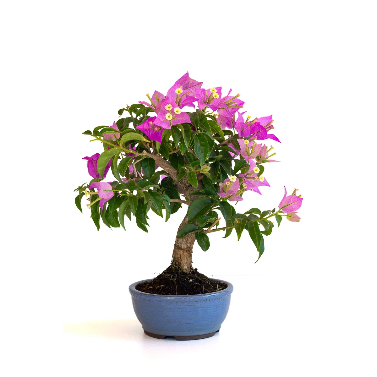 Achat Bonsai en ligne Bougainvillier Sankaly Bonsai BG260601MB