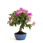 Achat Bonsai en ligne Bougainvillier Sankaly Bonsai BG260601MB