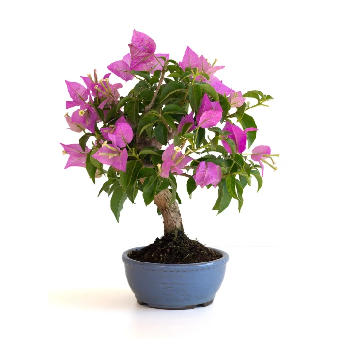 Acheter Bonsai en ligne Bougainvillier Sankaly Bonsai BG260601MB