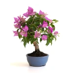 Acheter Bonsai en ligne Bougainvillier Sankaly Bonsai BG260601MB