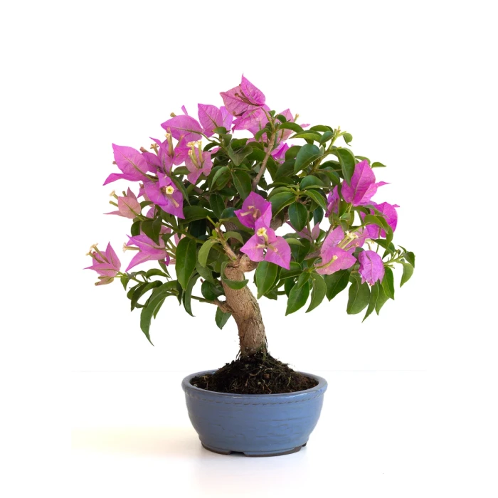 Vente Bonsai en ligne Bougainvillier Sankaly Bonsai BG260601MB