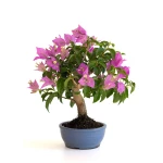 Vente Bonsai en ligne Bougainvillier Sankaly Bonsai BG260601MB