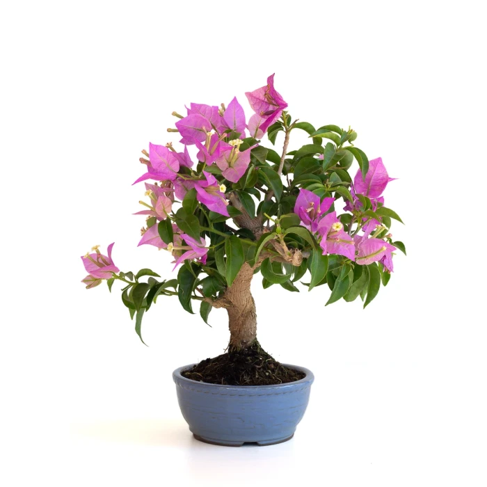 Achat Bonsai en ligne Bougainvillier Shohin Sankaly Bonsai BG260601MB