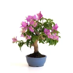 Achat Bonsai en ligne Bougainvillier Shohin Sankaly Bonsai BG260601MB