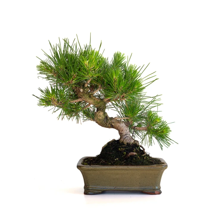 Acheter Bonsai en ligne Pinus Thunbergii 35 cm Sankaly Bonsai