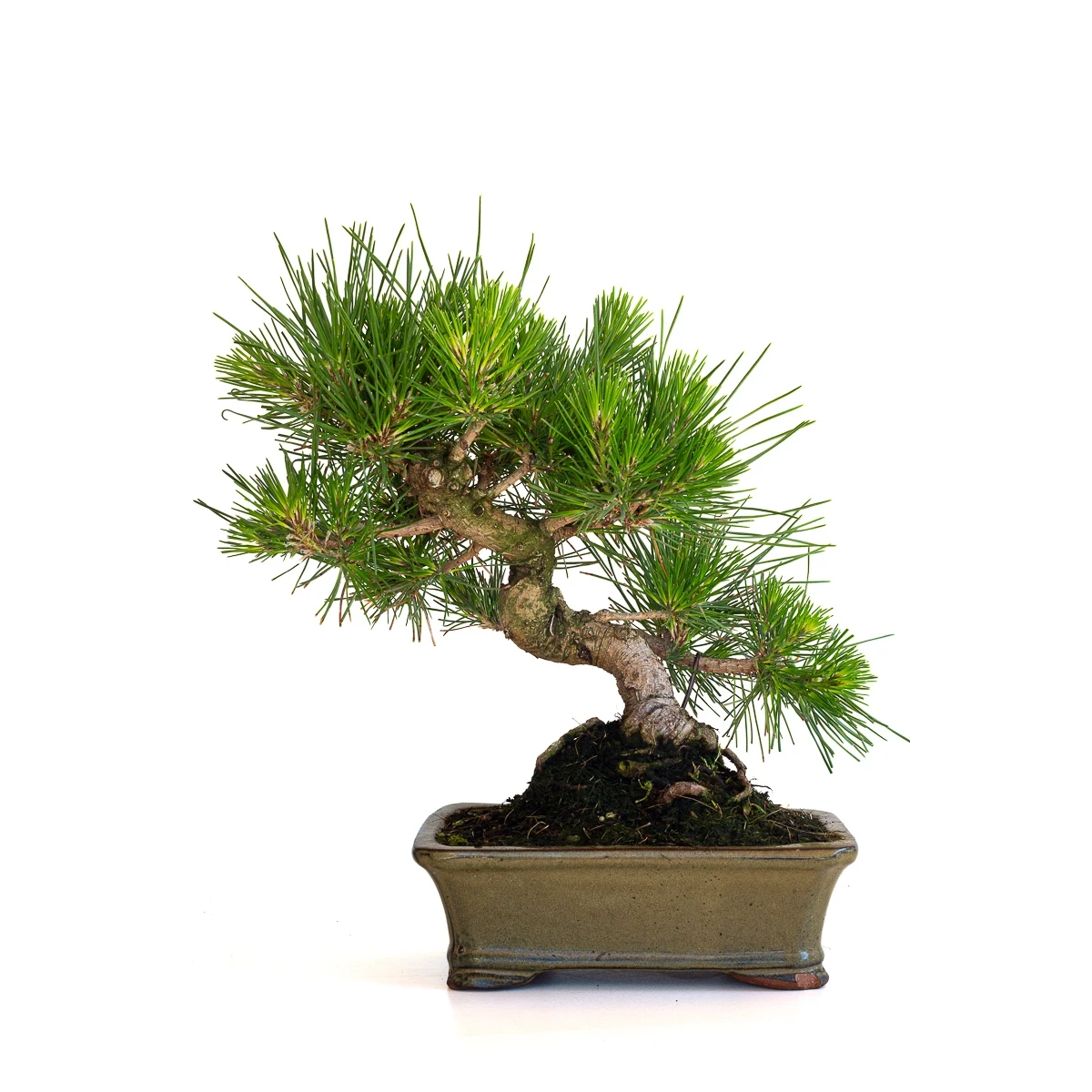Acheter Bonsai en ligne Pinus Thunbergii 35 cm Sankaly Bonsai